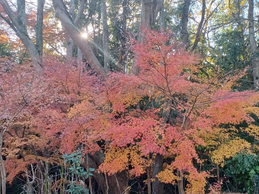 去年(2024)の紅葉