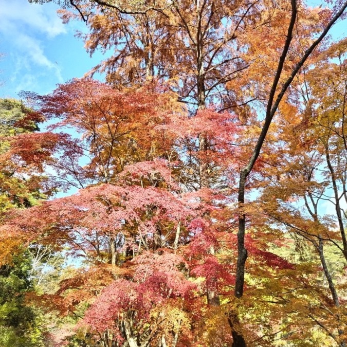 12月16日（火）六甲山再度公園、紅葉🍁ハイク