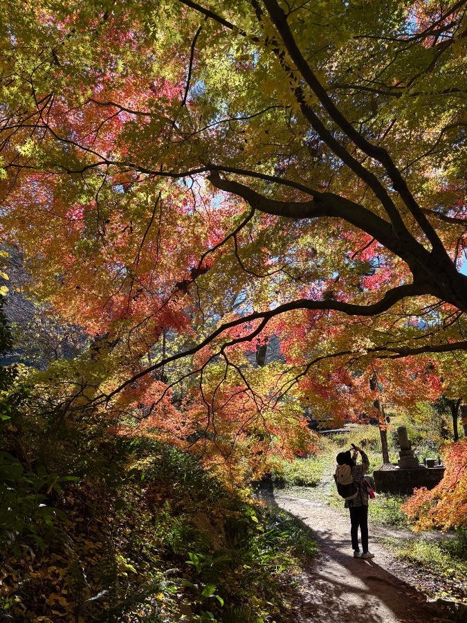木漏れ日と紅葉