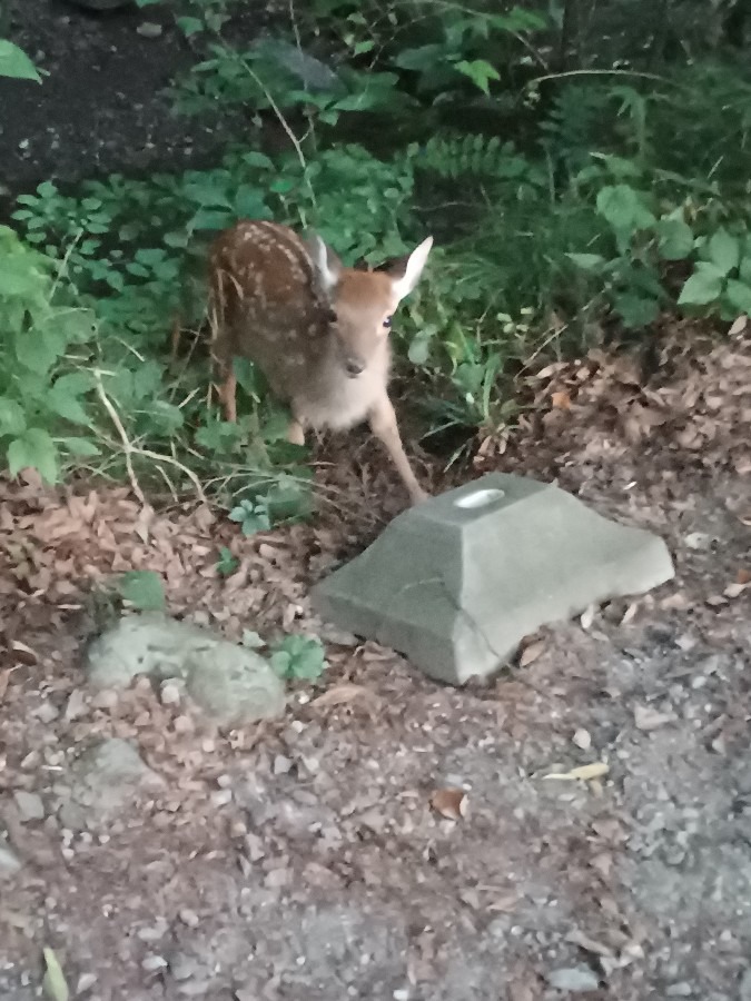 日影沢駐車場にいた子鹿