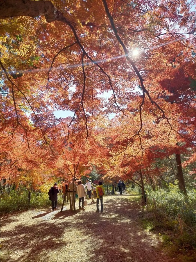 嵐山渓谷紅葉まつり・大平山