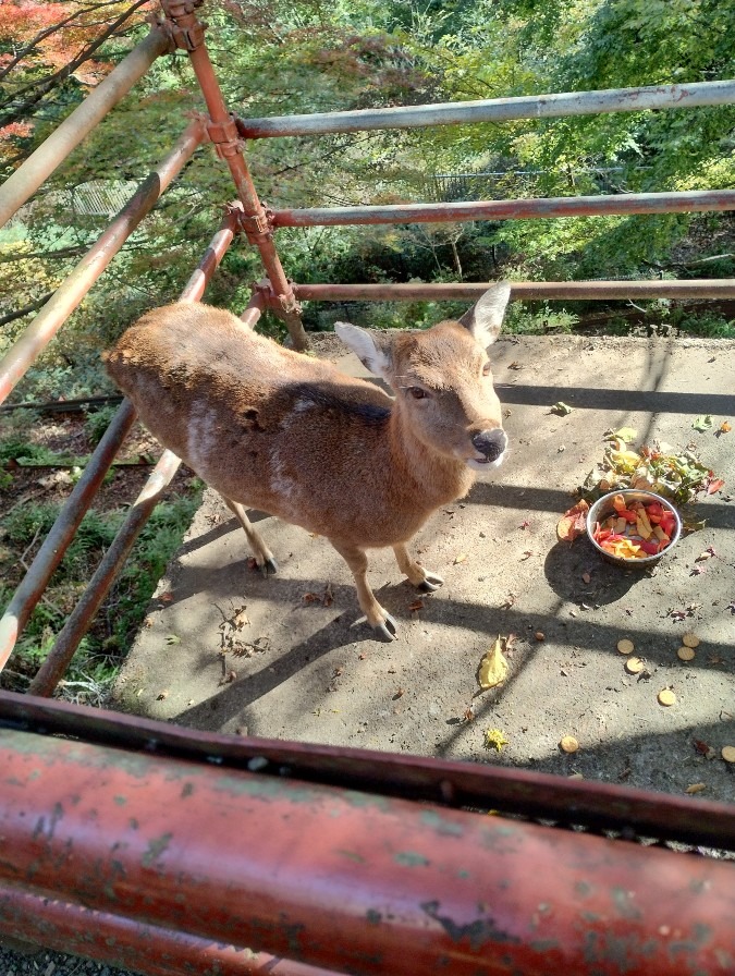 大山 阿夫利神社付近に生息する鹿さん