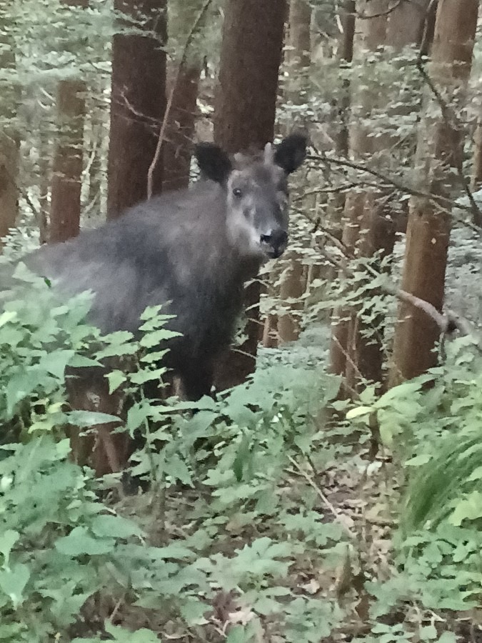 台風通過直後の小仏城山付近のカモシカ