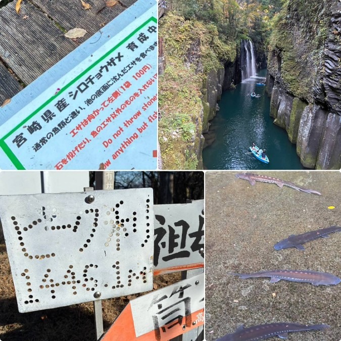 11.23 祖母山とピーク利と鮫