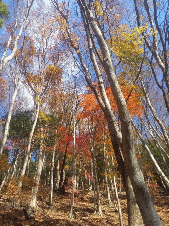 満員御礼‼️【 神奈川 】山梨 竜ヶ岳 と 雪頭ヶ岳 若干名