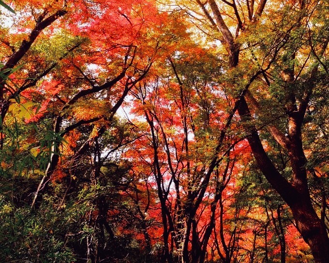 【急募・現地集合】12月7日(日)鎌倉アルプス(天園ハイキングコース)･寺社巡り