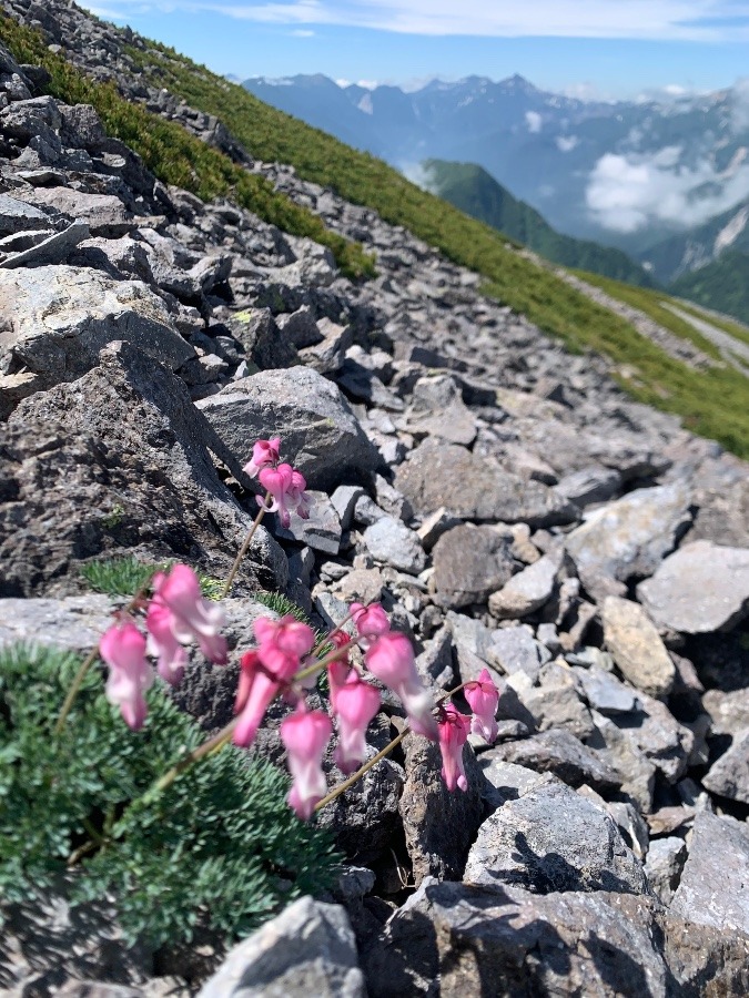 蓮華岳のコマクサ