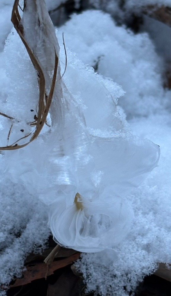 氷花を求めて雪の高尾山へ❄️🏔️