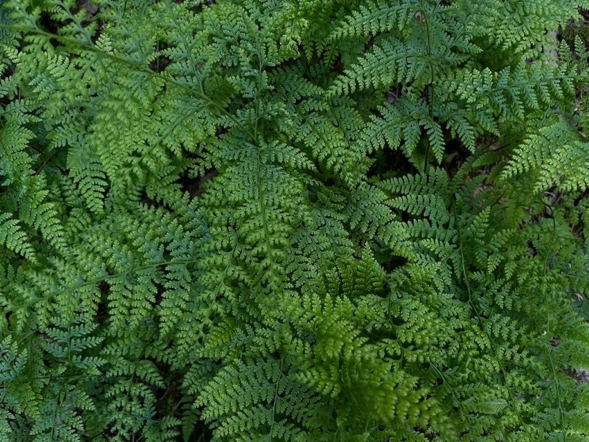 山仲間募集🏔️