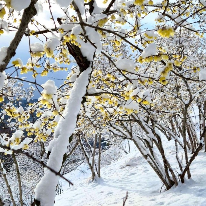 2/23か26で初心者向けの雪山に一緒に行っていただける方❄️