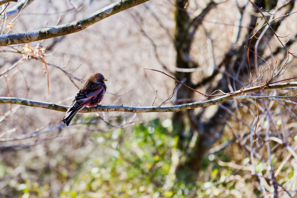 御幸ケ原のハギマシコ