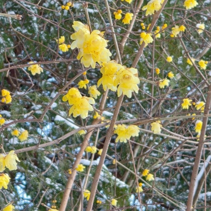 急募🌼明日、宝登山に一緒に行ってくれる方