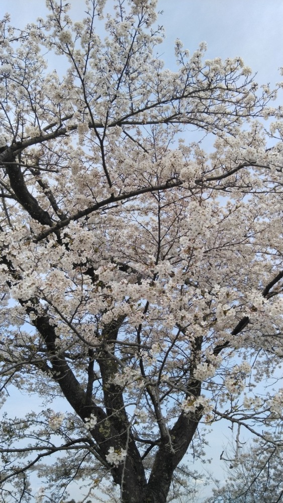 3月28日【街歩き、お花見、神社仏閣巡り】募集