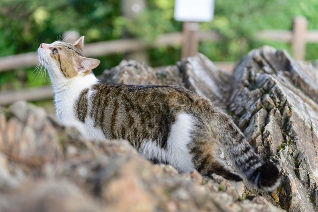 【2/23(月祝)現地集合】栃木佐野アルプス唐沢山とみかも山公園の山野草観察