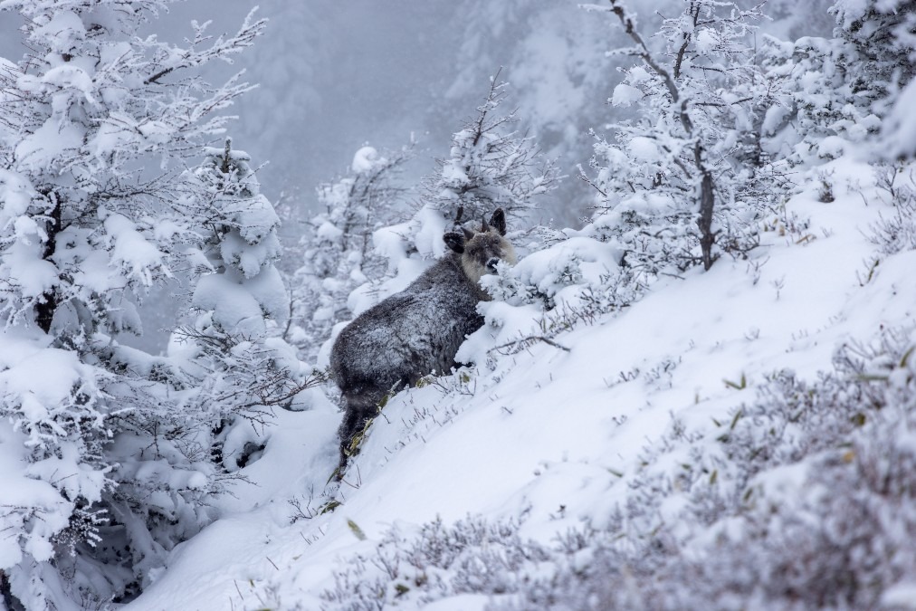 黒斑山でのカモシカ