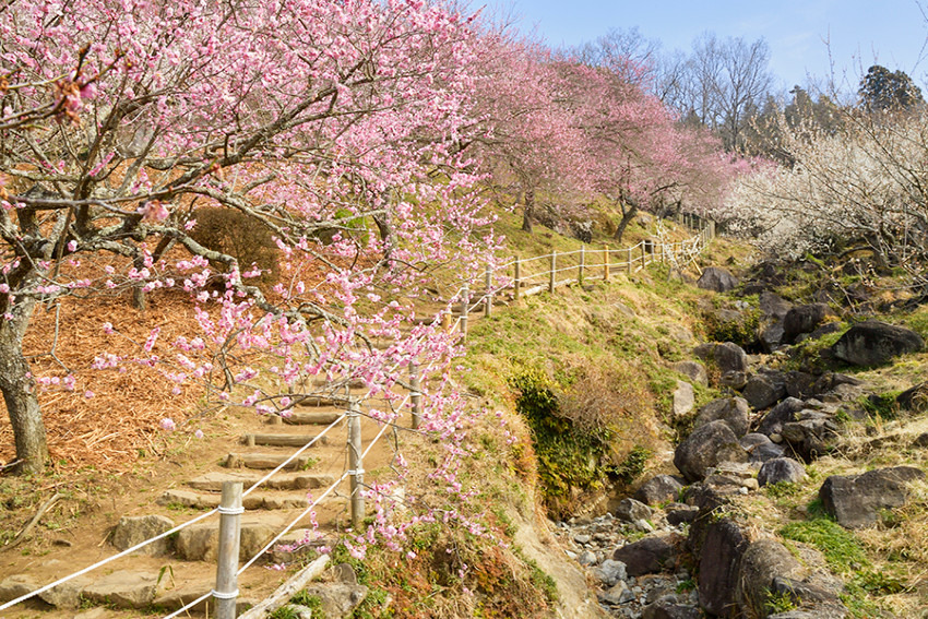 3/1(日)梅と桜と筑波山 同行者募集【秋津･和光市発】