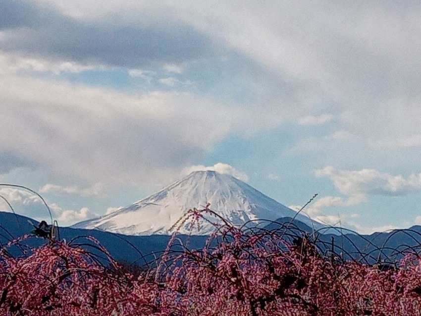 曽我梅林　ハイキング　関東三大梅林