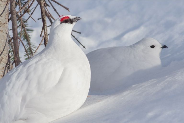 3/1 乗鞍岳(⇄乗鞍高原)前夜発