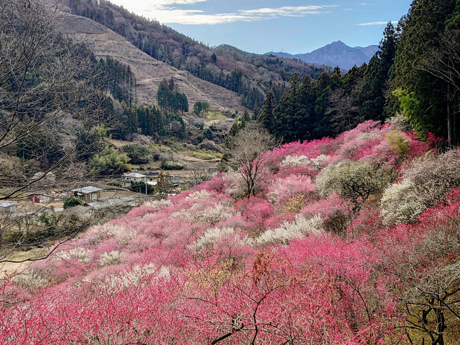あぶだ福寿草の里