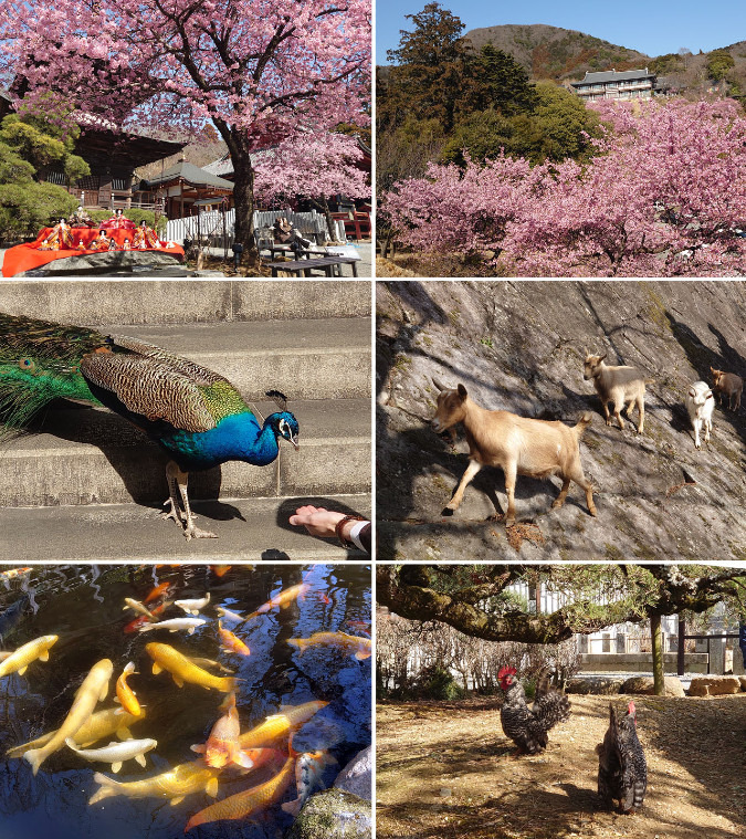 雨引山(雨引観音)