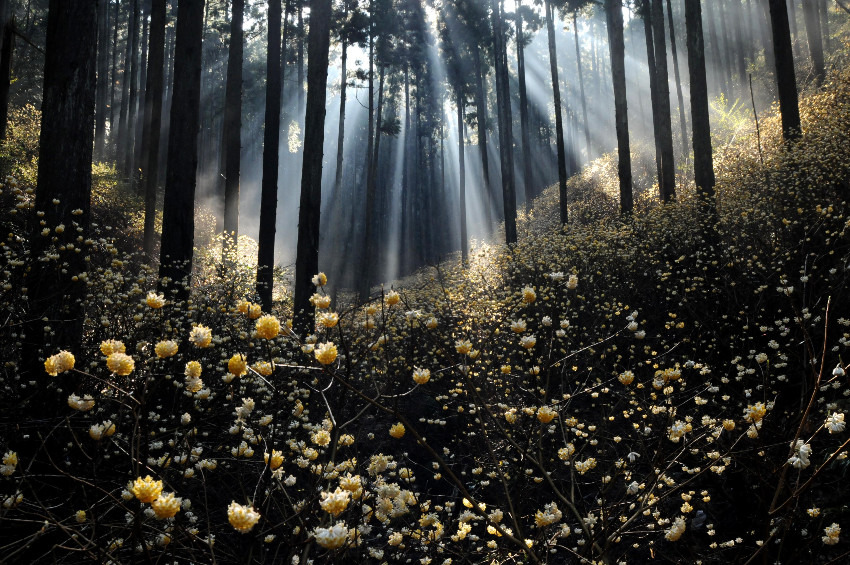 3/29(日)ミツマタ群生地 焼森山 同行者募集【秋津・和光市発】