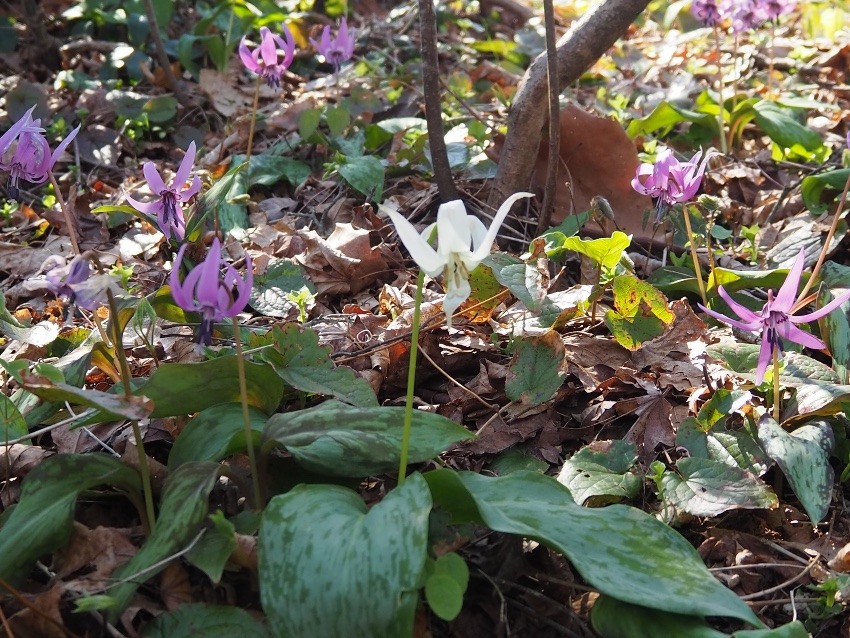 【埼玉発】角田山