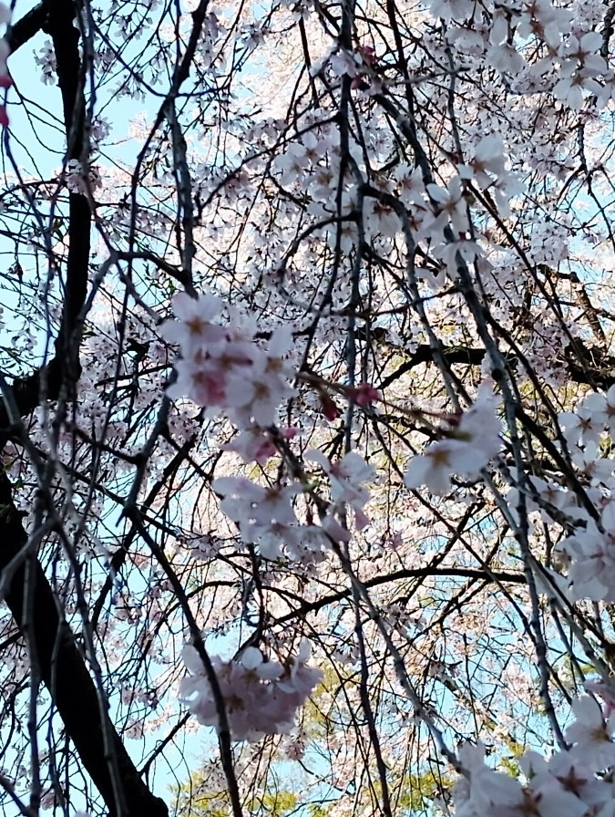 2026.3.28 駒込お花見企画大盛況