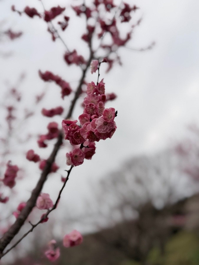 雌岡山（梅林）〜雄岡山へハイキング