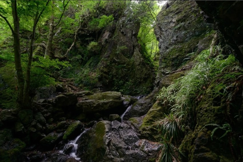 5月5日　棒ノ折山：GWに遠出できないけど軽く沢登り気分を味わいに