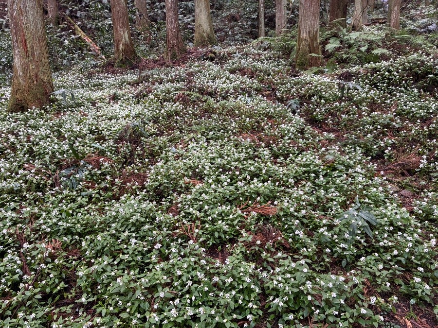 秘密の花園へ サツマイナモリ