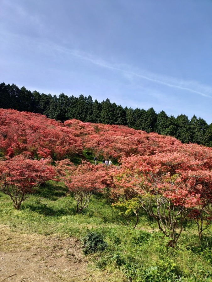 5月9日土曜日葛城山へ100万本のツツジを見に行きます。