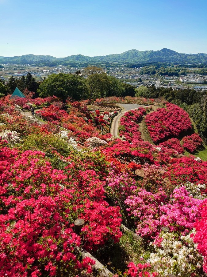 ツツジ満開の富士山