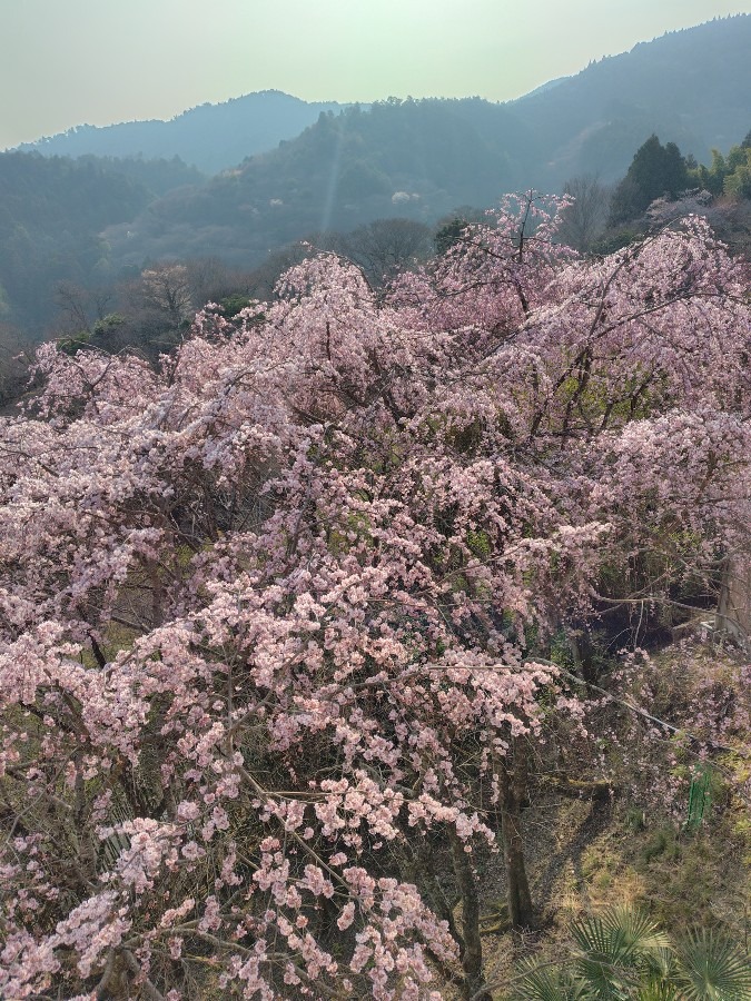 吉野山の桜