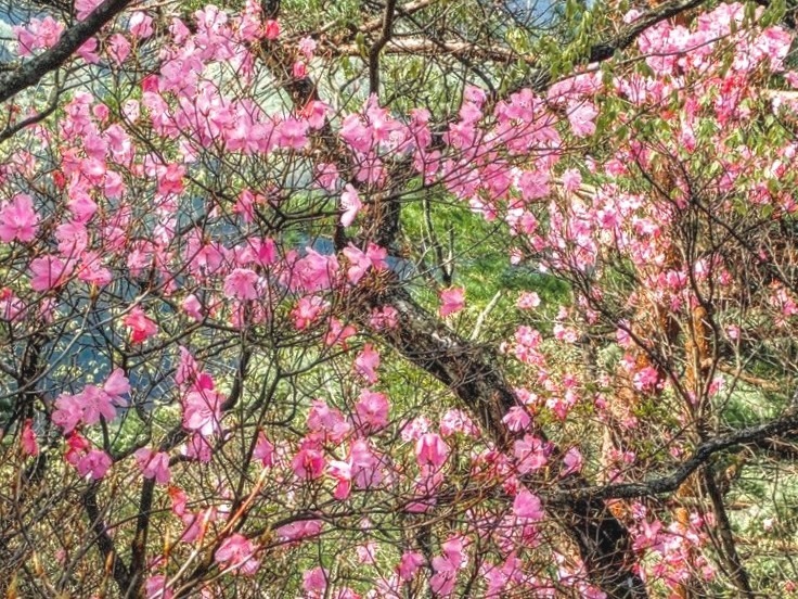 【締切】4/12(日)アカヤシオの仙人ヶ岳(栃木百名山)同行者募集【所沢・東所沢発】