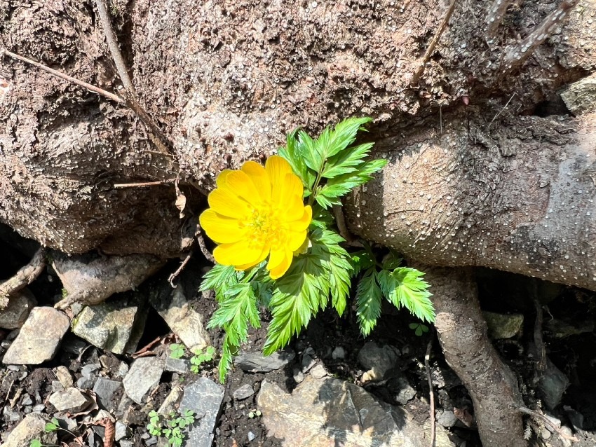 （募集終了）4/11 山行メンバー募集