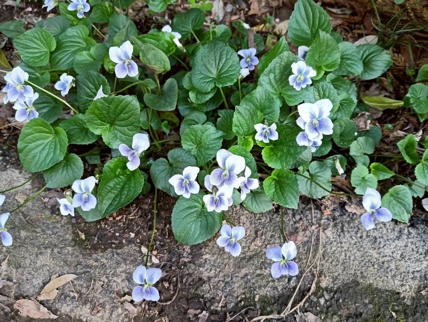 4月26日 (日)高尾山　新緑と春の野草（花）ハイキング