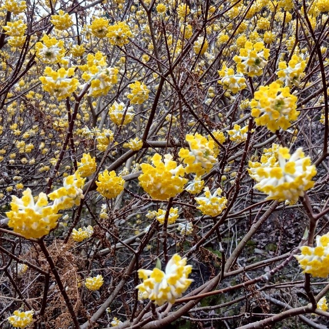 青貝山 ミツマタ