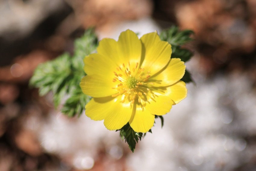 山友探してます