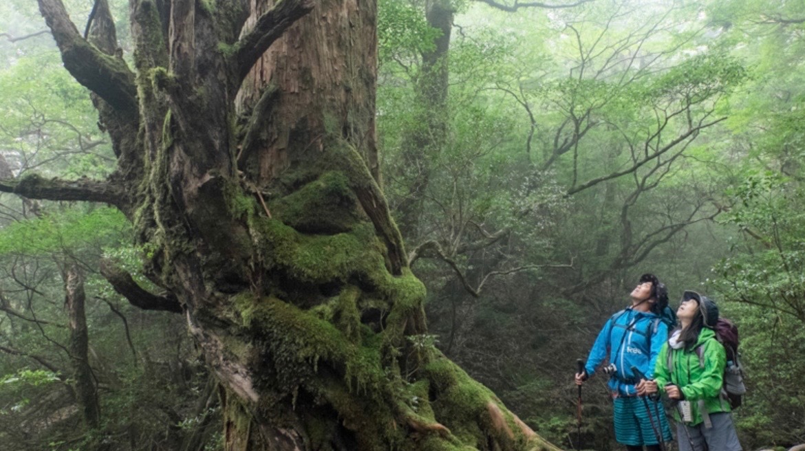 7/23ー25or 26 日　屋久島(メンバー募集))