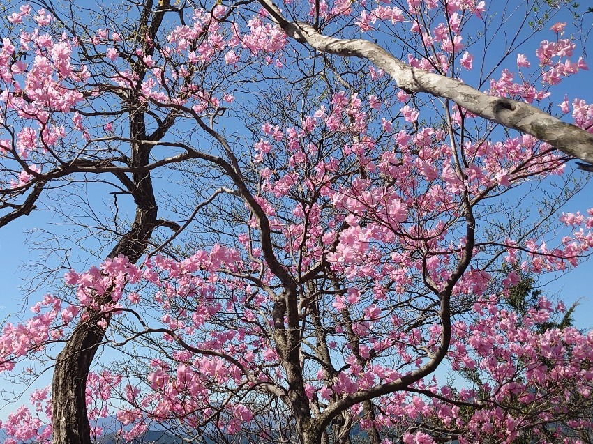 【急募】4/19(日)TSURUYA+アカヤシオの鳴神山(または三ツ岩岳)同行者募集【所沢･東所沢発】