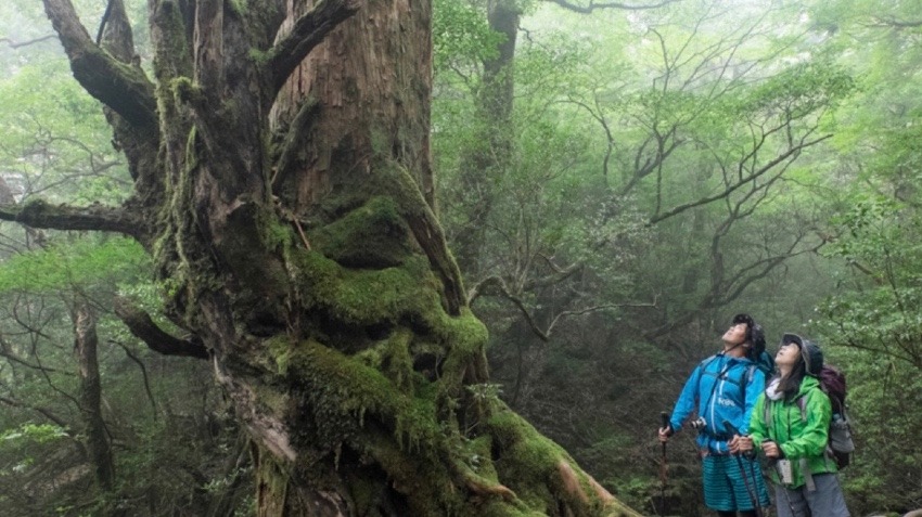 メンバーを募集する 屋久島に一緒に行かないですか？  7月23～25or26 　屋久島