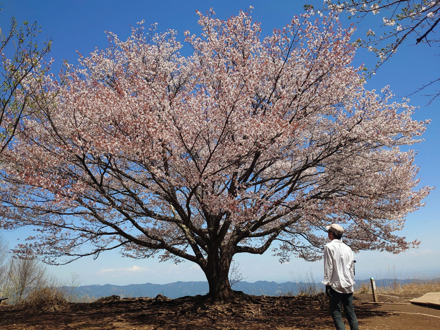棒ノ折山 山頂の一本桜