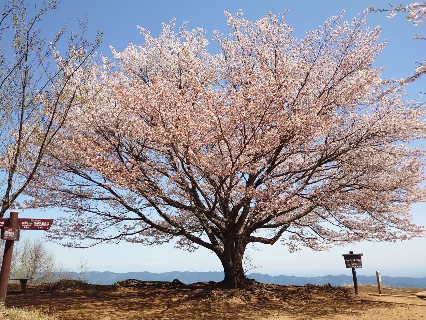 【急募】4/16(木) 満開の一本桜を求めて!棒ノ折山(+秩父芝桜) 同行者募集【所沢・飯能発】