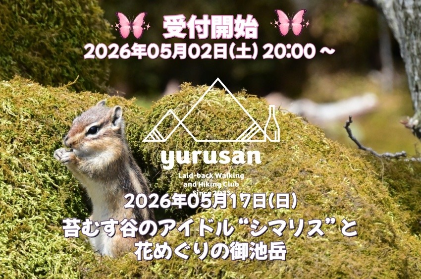 【登山仲間を募集】苔むす谷のアイドル “シマリス” と花めぐりの御池岳