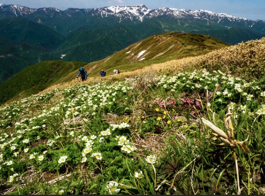 5/23(土）-5/24(日)平標山〜仙ノ倉山（テント泊or避難小屋泊）