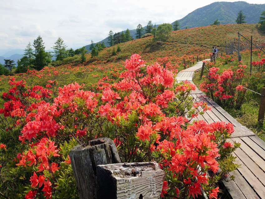 【満員御礼】6/6(土)レンゲツツジの甘利山&千頭星山同行者募集【西国分寺発】