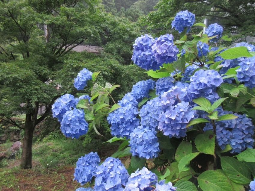 6/20(土)山城と紫陽花(埼玉県・大築山、あじさい山)