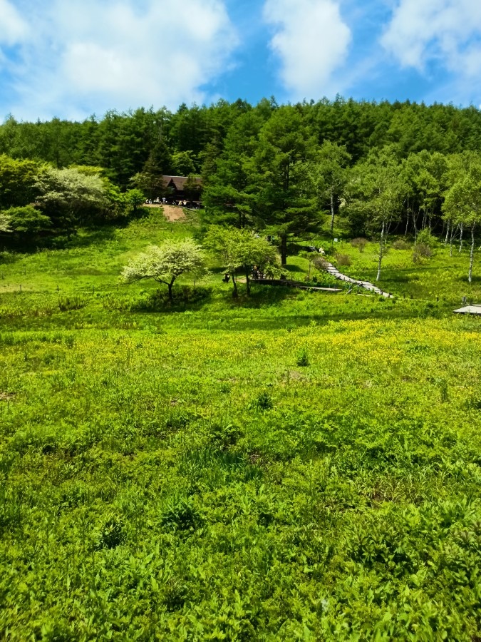 入笠山の湿原？