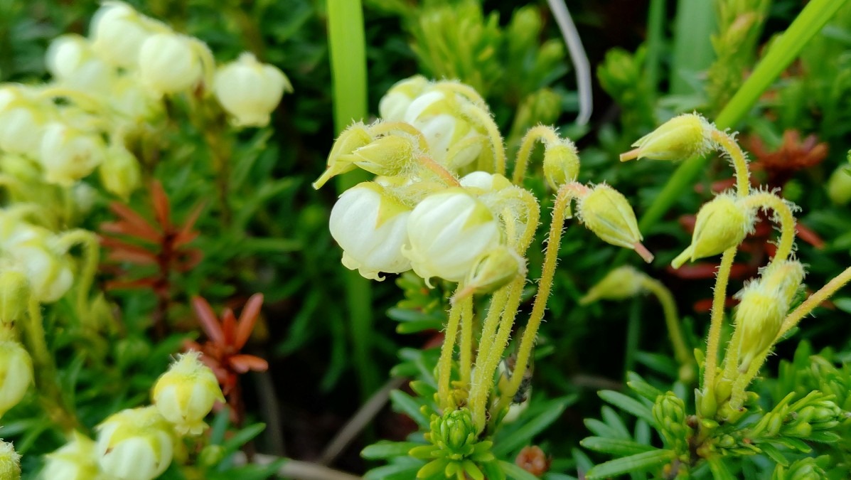 蝶ヶ岳から蝶槍までお花撮影