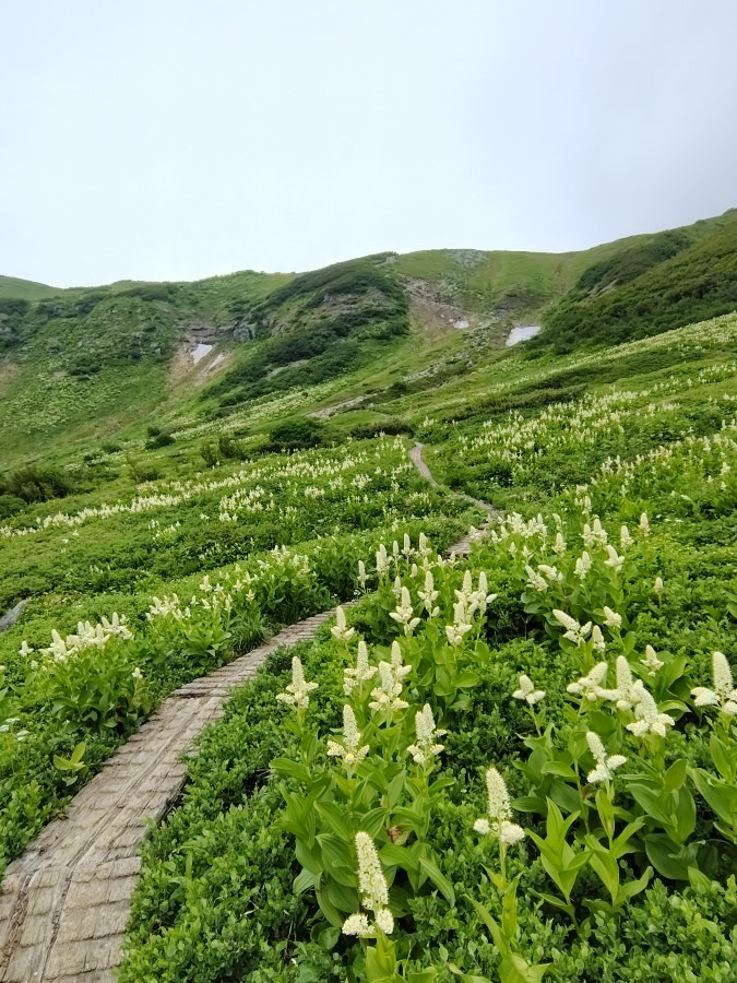 立山雷鳥平キャンプ場から室堂乗越への登山道